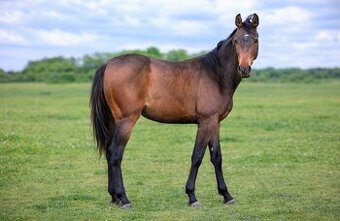 Klisna po Number One