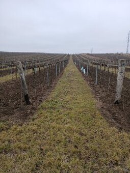 Prodej 1 ha vinice Hrušovany nad Jevišovkou