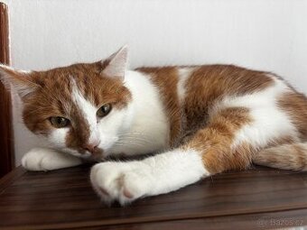Daruji kastrované kocoury