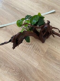 Kořen a Anubias - 1