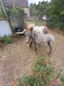 Mini pony