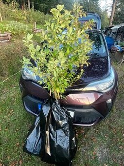Kanadské borůvky, sazenice z plantáže