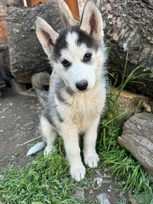 Predam steniatka sibirsky husky