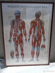 Výukové anatomické tabule-svaly,kostra,lymfatický systém - 1
