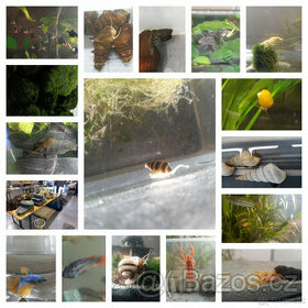 Akvarijní ryby,šneci,krevetky,rostliny