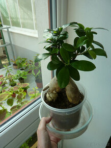 Ficus bonsai - bonsaj - fíkus ginseng - pokojová rostlina