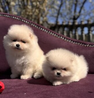 Pomeranian