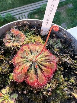 Masožravá rostliny - rosnatka (drosera spatulata)