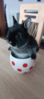 Zakrslý králík bílopesíkatý černý (samička, sameček)