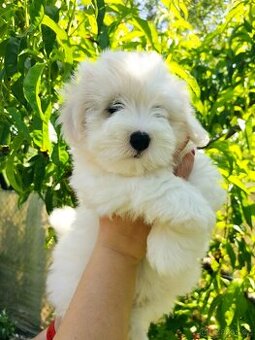 Coton de tulear s PP