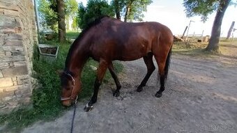 Prodan Valacha