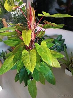 Philodendron painted lady - 1