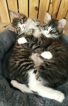 Mainská mývalí s PP