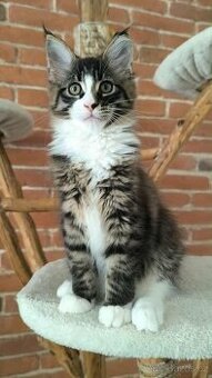 Mainská mývalí s PP