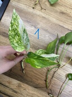 Epipremnum – zakořeněné řízky (panašované i klasické)