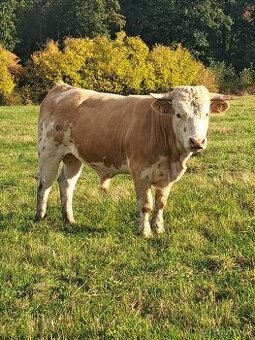 Prodám 4 bicí kolem 600 kg je to na zabití