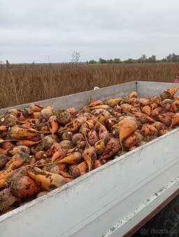 Krmná řepa,mrkev, brambory