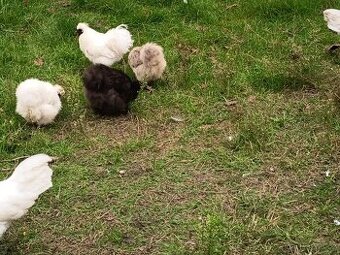 Hedvabnička kohoutek