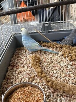 Prodam mlade andulky