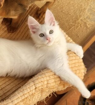 Turecká angora - koťátka s PP