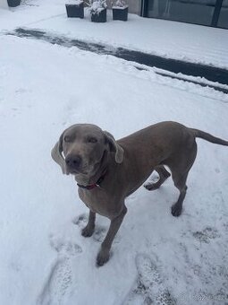 Fenka Výmarského ohaře