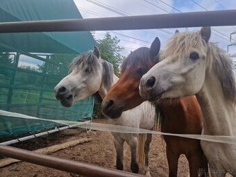 Prodam kolekci sportovnich Welsh pony