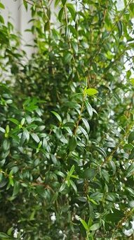 Prodám Myrtu-větvičky