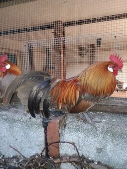 Prodám Kohoutky Holandské Zakrslé slepice