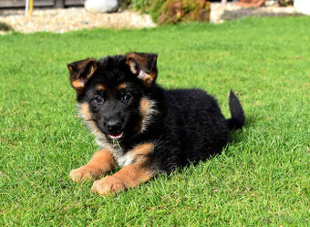 Německý ovčák -fenečka s průkazem původu OKAMŽITÝ ODBĚR
