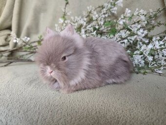 Krásný Teddy sameček s VP č. 1