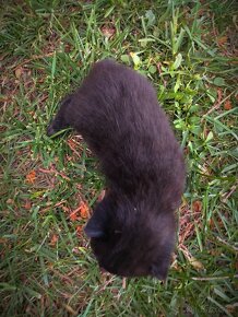 Černá kočička zdarma - 1