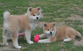 Akita inu - s rodokmenem FCI