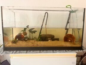 Akvárium s axolotli