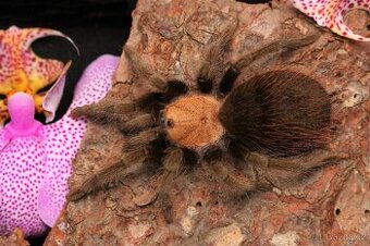 Sklípkan, sklípkani, brachypelma, irminia, sazimai