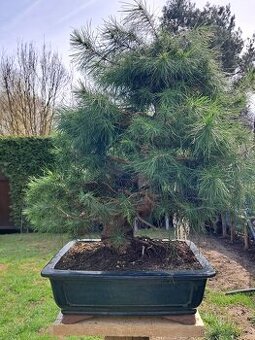 Bonsai Borovice