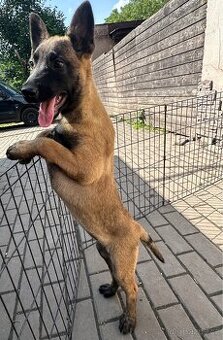Belgický ovčák Malinois