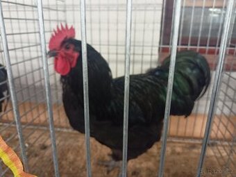 Prodám násadová vejce australky a hempšírky