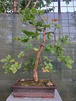 Bonsai,bonsaj Dub