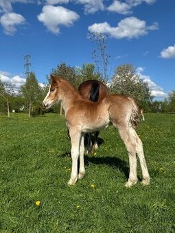 Odznakový Welsh cob - hřebeček (možnost luxusní páry)