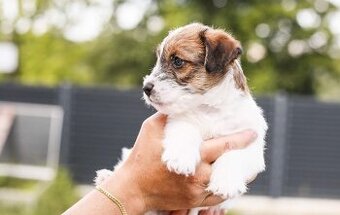 Jack Russell teriér s PP