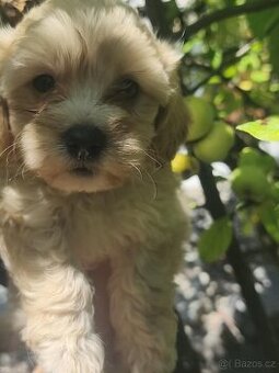 Maltipoo