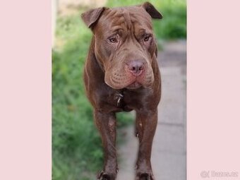 ARES K ADOPCI - zlomená něžná dušička