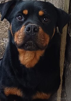 Rotvajler/ rotweiler bez PP