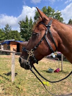 Hackamore uzdecka