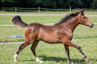 Klisna -Welsh part bred