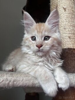 kotatko maine coon s PP/Fenix