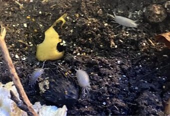 Porcellionides pruinosus Powder Blue