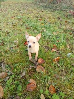 Pejsek čivava x krysařík