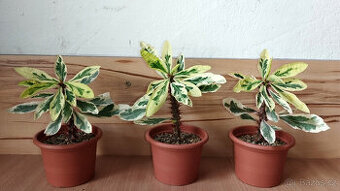 Euphorbia Milii variegated "Fireworks"