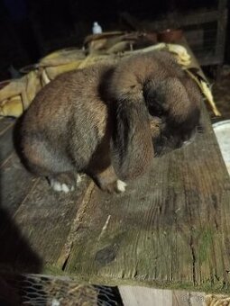 Zakrslý beran durynský